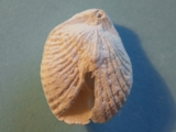 Brachiopod